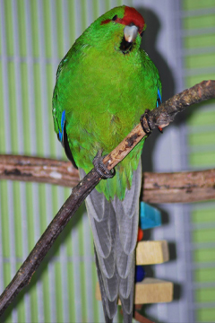 Uudenseelanninviherkaija