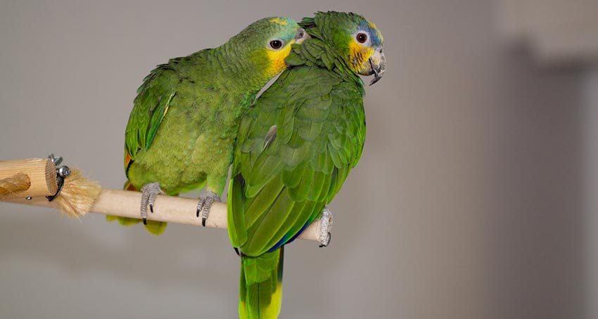 Kaksi kultaposkiamatsonia