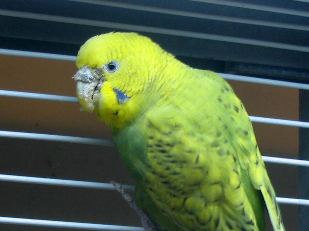 Kalkkijalkapunkkitartunta undulaatilla.