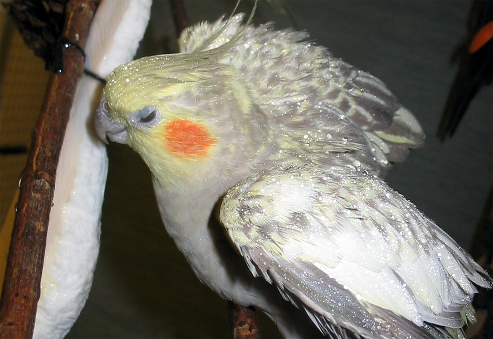 Neitokakadu kylvyssä.