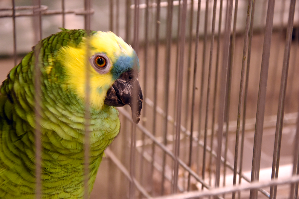 Siniotsa-amatsoni, jolla on epämuodostunut nokka.