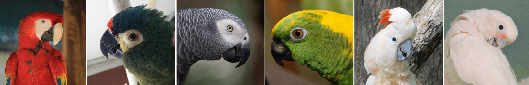 Kollaasi cites/b papukaijalajeista.