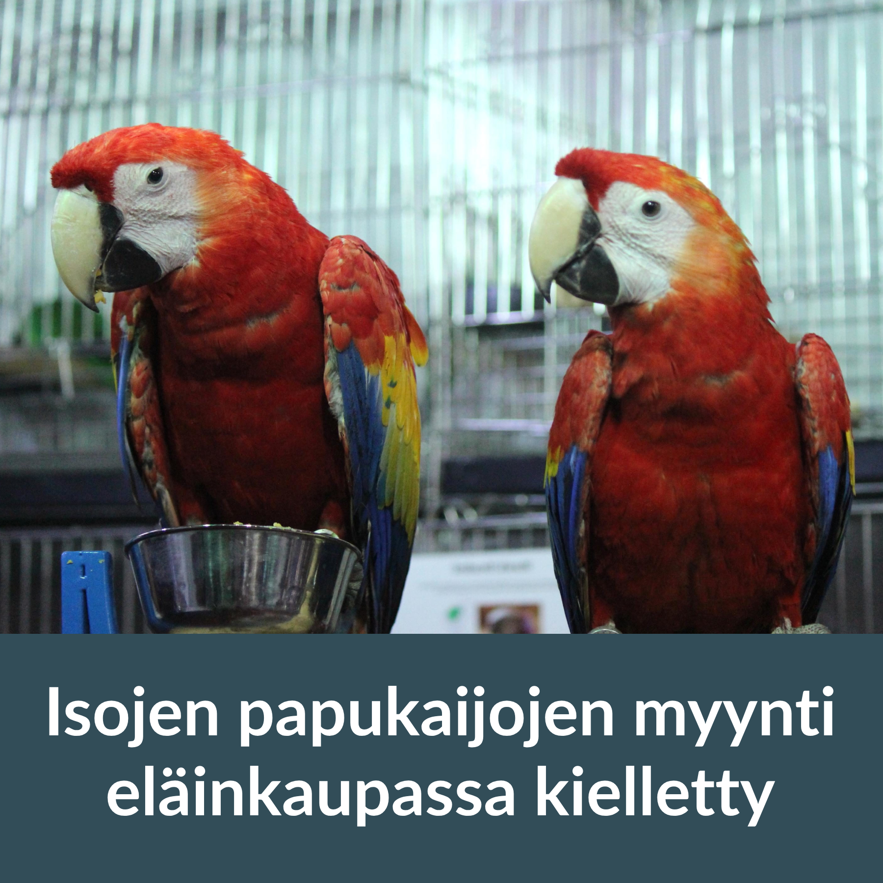 Isojen papukaijalajien myyminen eläinkaupoissa on nykyään lailla kiellettyä Suomessa.