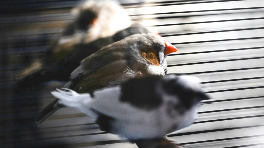 Seeprapeippoja häkissä.