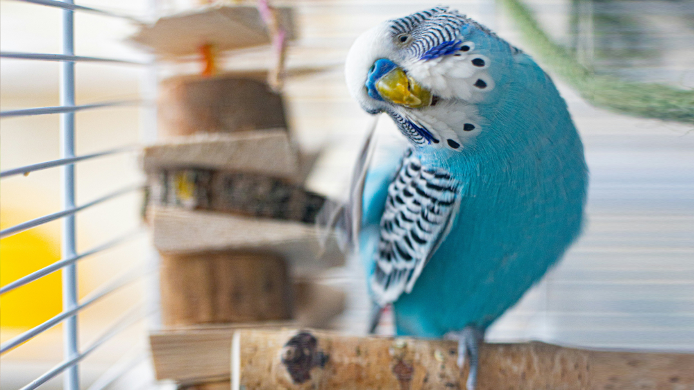 undulaatti häkissä