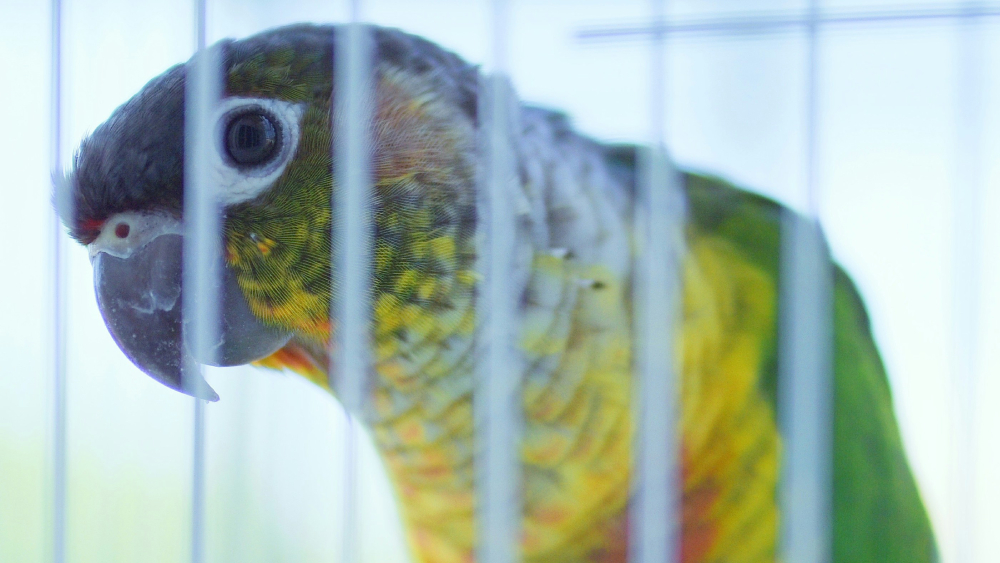 Viherposkiaratti häkissä.