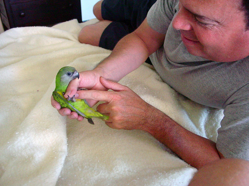 Senegalinkaija kaapattuna.