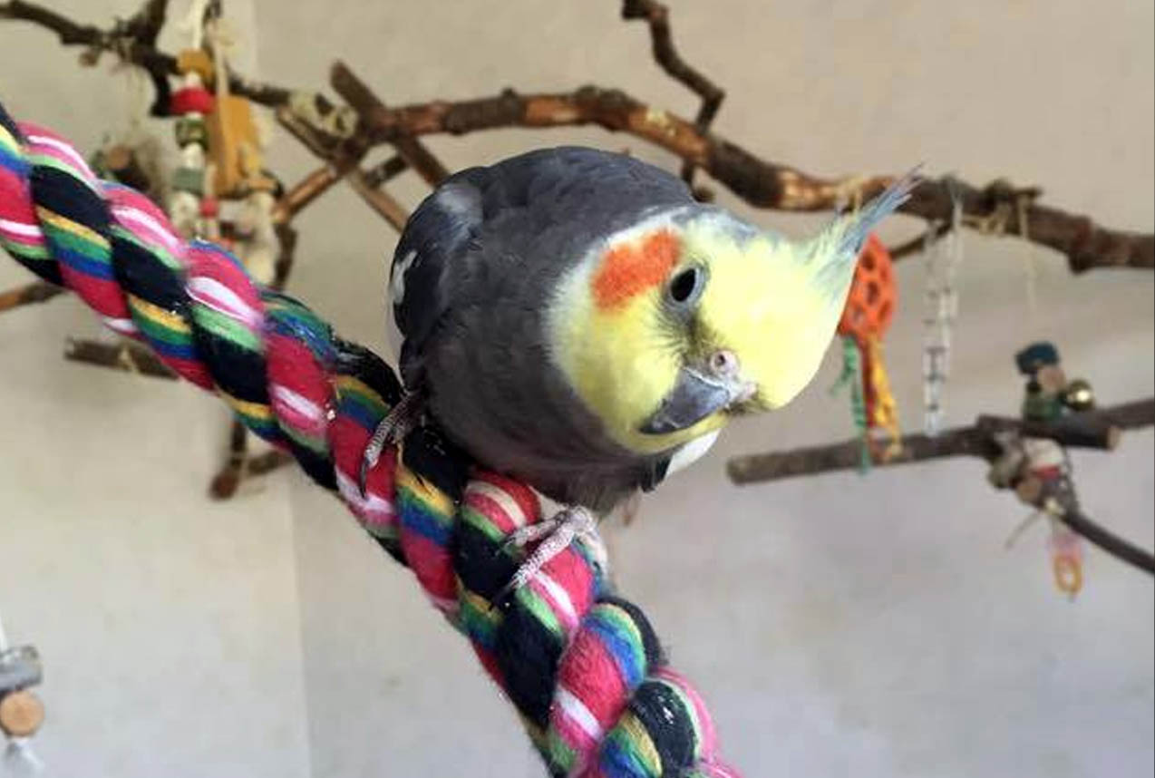 Utelias neitokakadu.