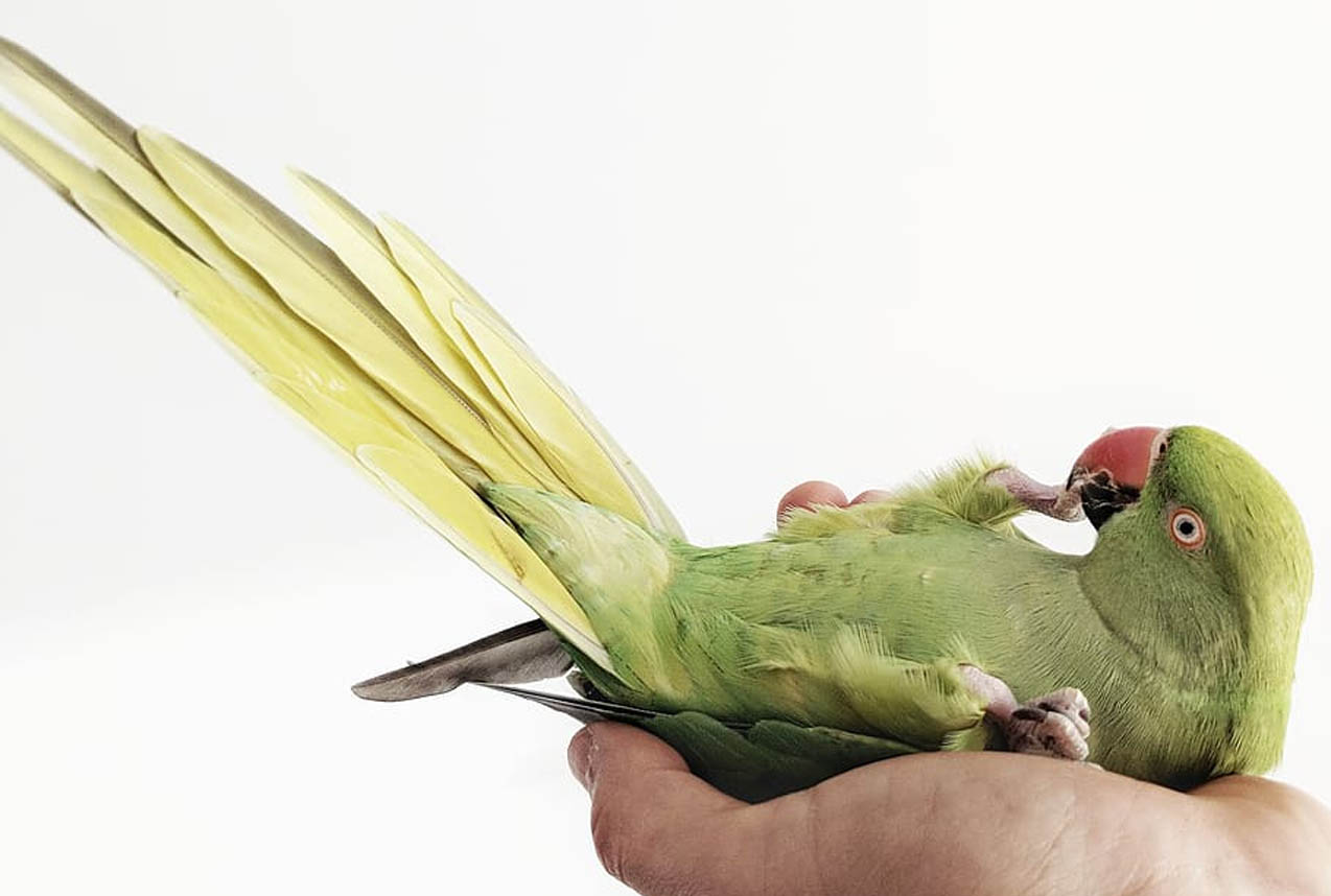 Kauluskaija selällään.