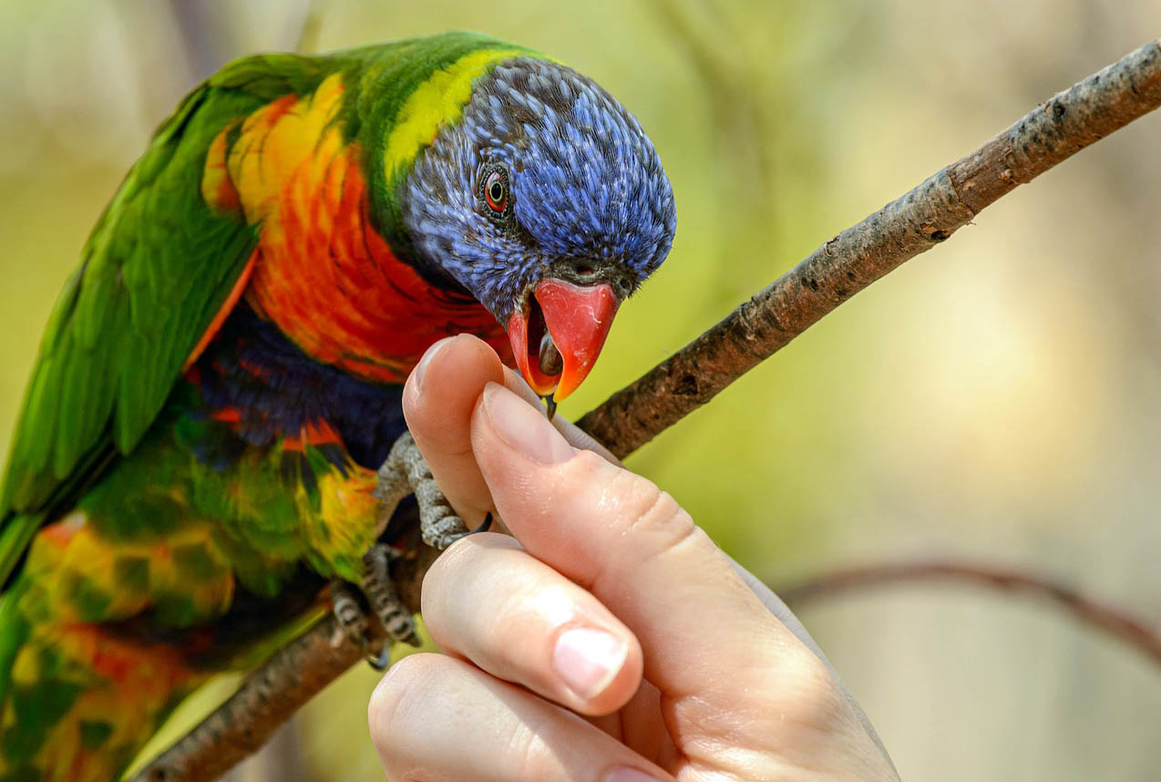 Sateenkaariluri ja käsi.