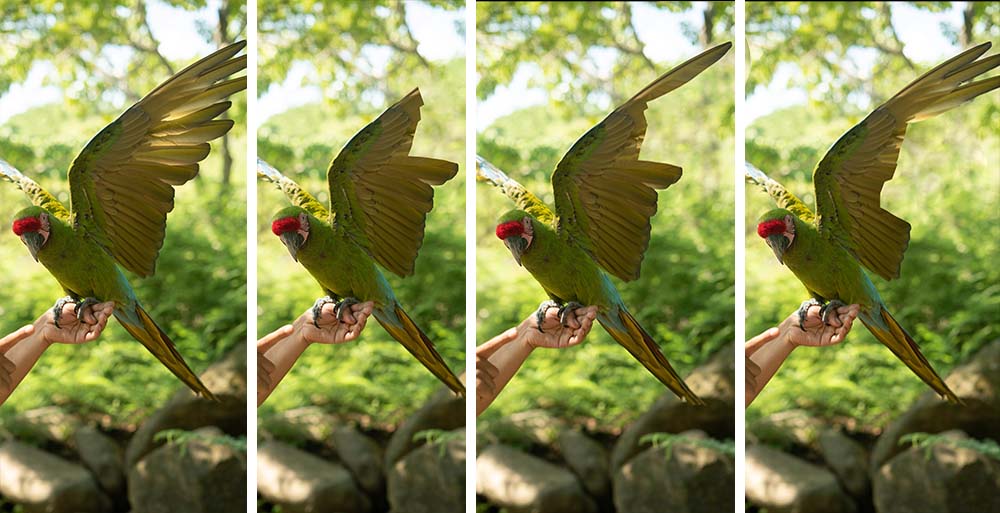 Eri tavalla klipattuja siipiä kuvanmuokkauksen keinoin.