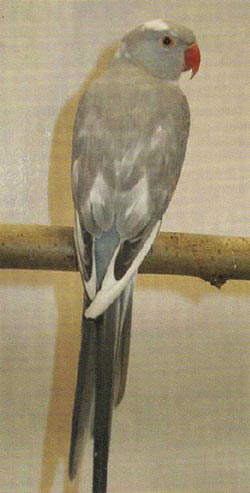 Paukaijojen perinnöllisyys