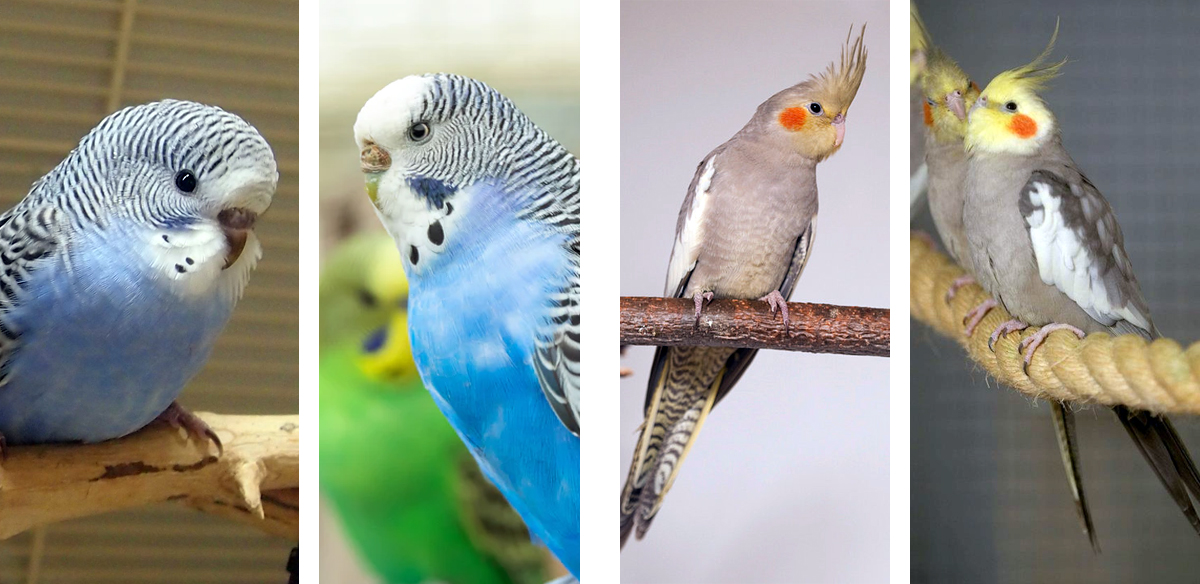 Undulaatti ja neitokakadu