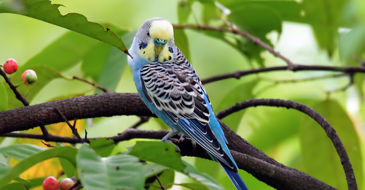 Undulaatti karkuteillä