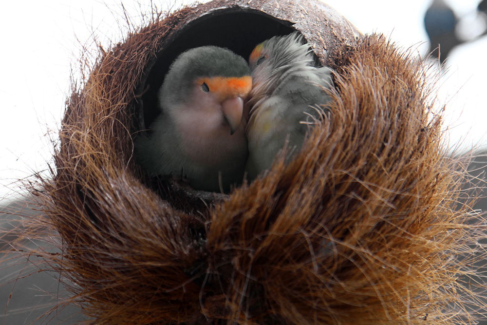 Ruusukaijaset pesässä.