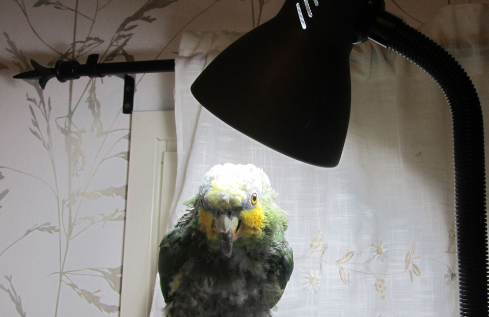 Kultaposkiamatsoni nauttii UV-valon loisteesta.