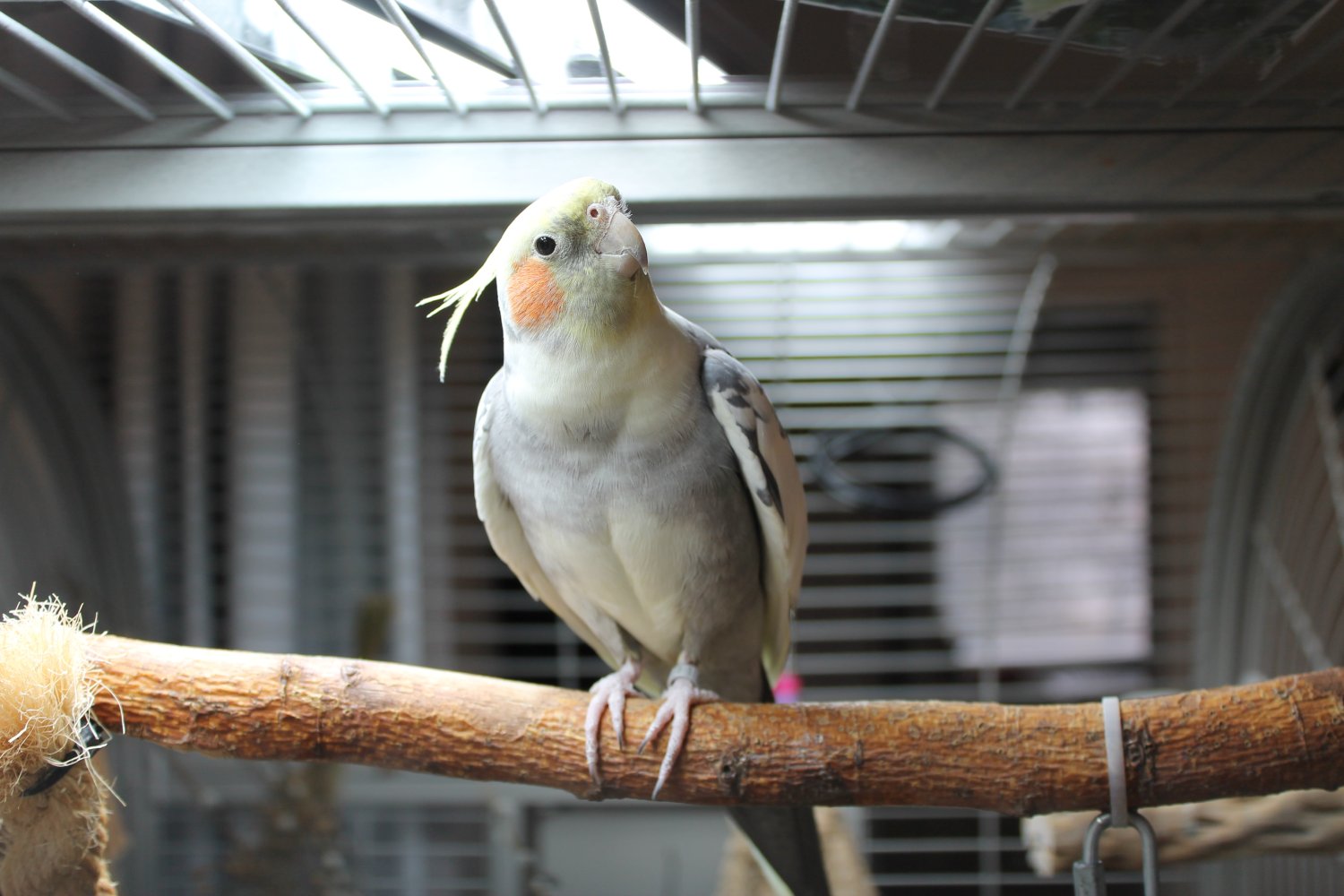 Lintulamppu ja neitokakadu