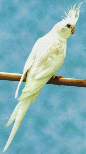 valkokasvo-neitokakadu