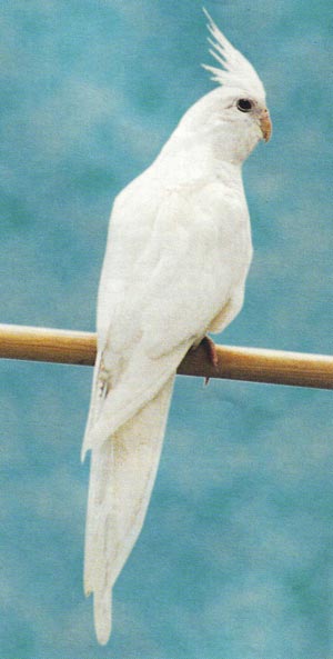 valkokasvo-neitokakadu