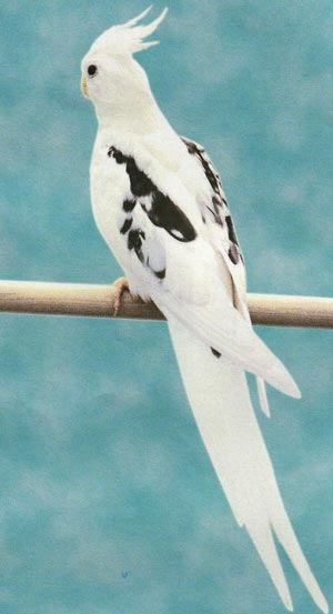 valkokasvo-neitokakadu