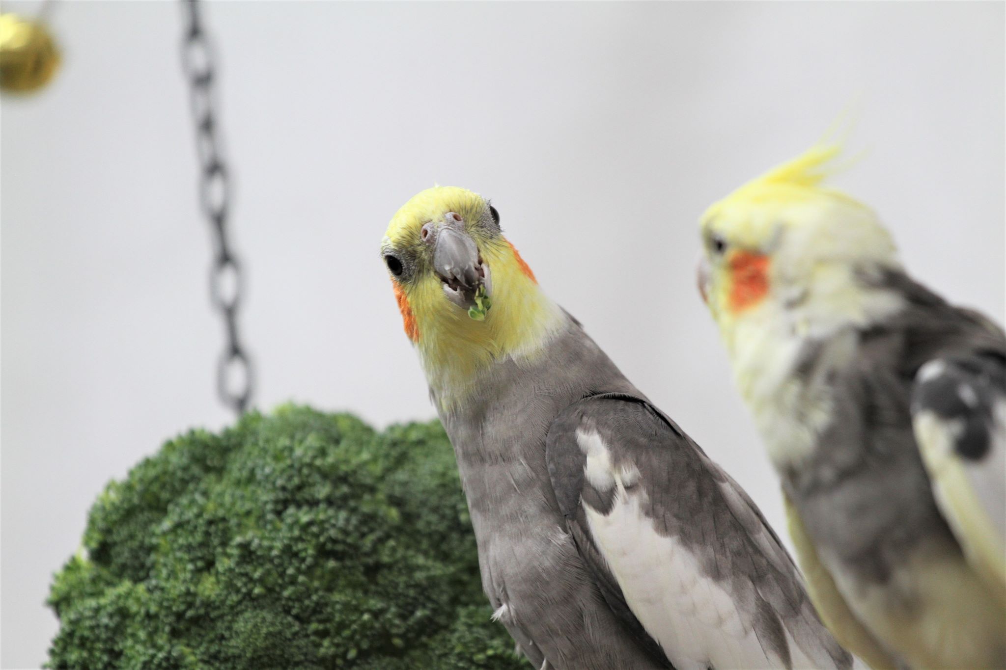 Neitokakadu syö parsakaalta.