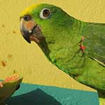 Kodin vaarat linnulle