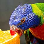 Lemmikkilinnut ja kasvit