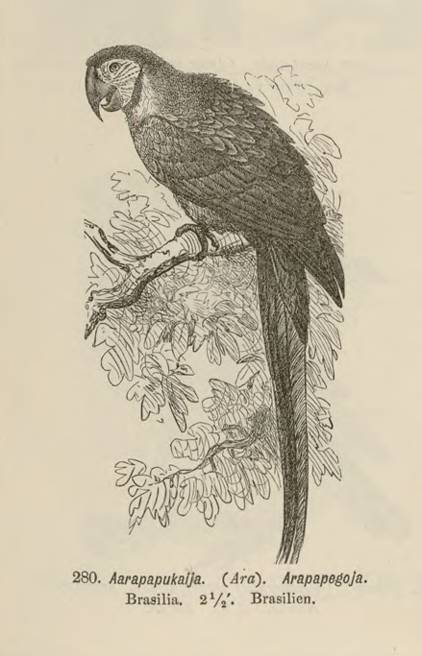 Aarapapukaija-kuvitus kirjasta Luonnonopillinen kuvasto koulun ja kodon tarpeeksi, 1880