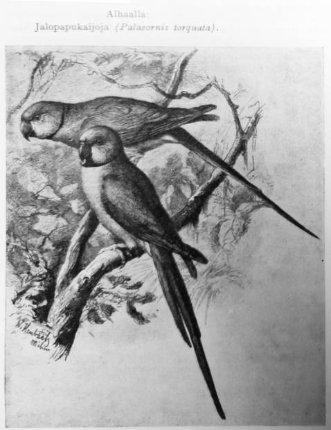 Kauluskaijat (jalopapukaijat) kirjassa Maapallon eläinkuvasto 1936.