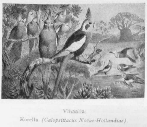 Neitokakadu (korella) kirjasta Maapallon eläinkuvasto,1936